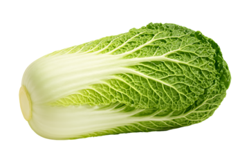 Fresh napa cabbage isolated view crisp green leaves and white stalk on transparent background