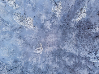 Top down view of a snowy forest in Sweden © John N