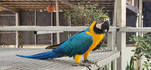 Blue-and-yellow macaw close-up (Ara ararauna), exotic bird