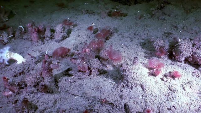 A close look reveals many red tube worms, Serpula Vermicularis, extending their plumes into the dark ocean water. These creatures are attached to the seafloor, and one sea anemone is visible nearby.