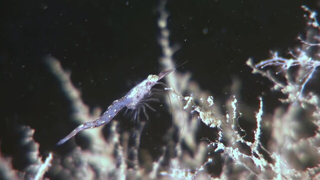 Watch an Antarctic krill navigating through its icy habitat, near the bottom. See how it moves through the cold water in search of food.