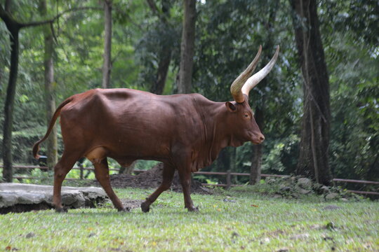 Ankole-Watusi Bull with Massive Curved Horns
