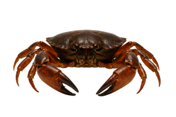 A detailed view of a brown crab facing forward on transparent background