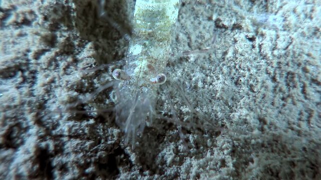 Observe a single Antarctic krill shrimp as it explores the ocean floor. Captured during an expedition to study marine life in the Southern Ocean. It is a mesmerizing moment.
