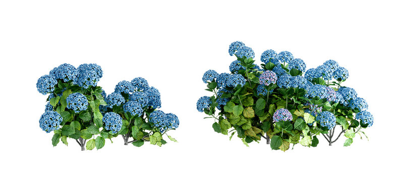 Hydrangea flowers isolated on white background