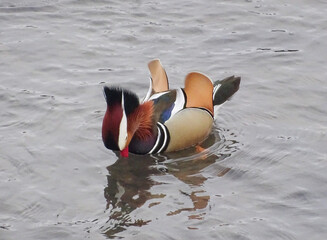Mandarin duck (Aix galericulata) on a river in Romania