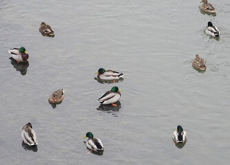 Mallard ducks on a river in Romania