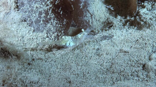 Observe krill swimming and foraging near the seabed on a summer day in Antarctica. The krill swim near a rock and algae-covered seabed.