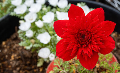 赤い八重咲きアネモネ