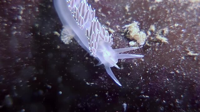A translucent sea swallow nudibranch, also known as a Melibe leonina, moves along a dark surface, possibly a rock or algae. Filmed during the daytime near the Channel Islands.