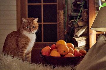 Cute ginger domestic cat sitting near a bowl of fresh oranges and grapefruits in a cozy warm home interior. Peaceful evening atmosphere, comfort, relaxation, family lifestyle and holiday mood