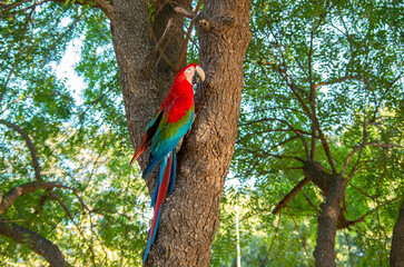 Aras rouges dans la canop&eacute;e d'une for&ecirc;t tropicale 