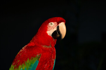 Aras rouges dans la canop&eacute;e d'une for&ecirc;t tropicale 