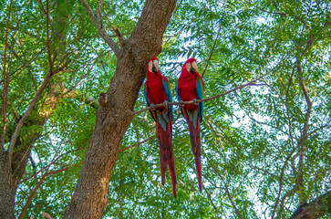 Aras rouges dans la canop&eacute;e d'une for&ecirc;t tropicale  