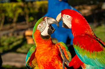 Couple d'Aras rouges dans la canop&eacute;e d'une for&ecirc;t tropicale 