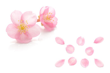 桜 花びら ピンク 春 白 背景 セット