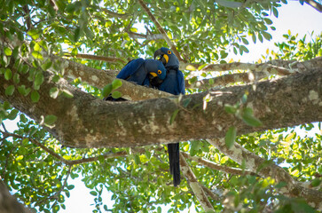 Couple d'aras bleus perch&eacute;s sur une branche en for&ecirc;t tropicale 