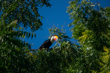 Obraz premium Toucan toco perché dans la canopée verdoyante de la forêt tropicale du Pantanal, Brésil