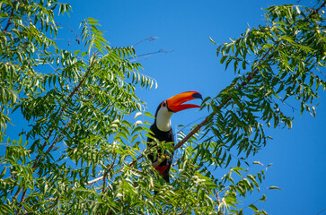 Obraz premium Toucan toco perché dans la canopée verdoyante de la forêt tropicale du Pantanal, Brésil