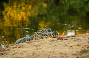 Crocodile dans son habitat naturel, faune sauvage 