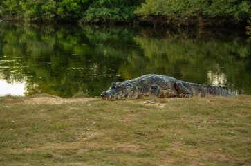 Crocodile dans son habitat naturel, faune sauvage 