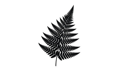 A delicate black and white illustration of a single fern frond © Nasima