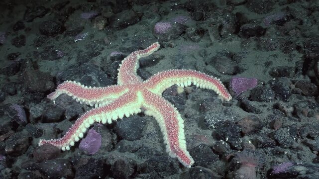 Watch as a starfish, with its pink-and-white body, navigates a rocky seabed in the White Sea. See the creature gracefully move using its tube feet during this underwater view of marine life.