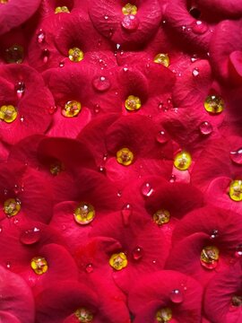 red popy flower background with water drops