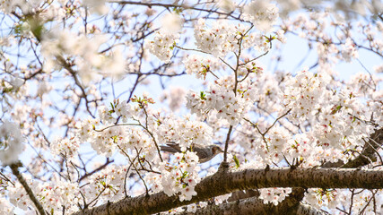 満開のサクラとヒヨドリ