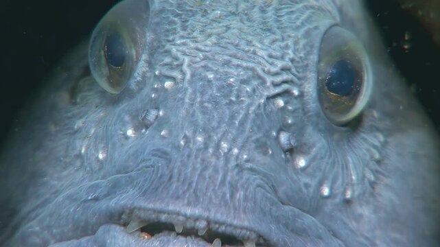 A close encounter with an Atlantic Catfish