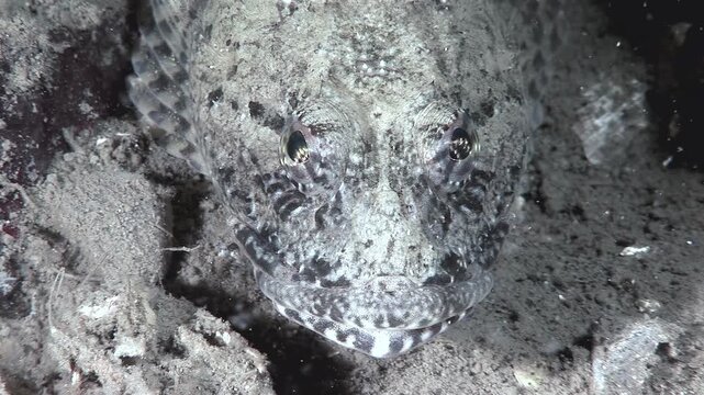 Captured during night dive. Amphichthys cryptocentrus, also known as toadfish, rests camouflaged against seafloor in its natural environment. This ray-finned fish blends almost seamlessly with rocks.