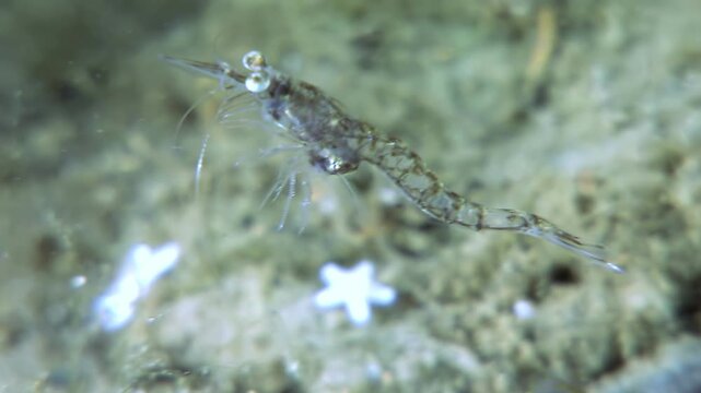 An Antarctic krill is seen swimming and drifting through the water column. The crustacean moves its legs rhythmically to propel itself forward in the icy ocean near Antarctica.