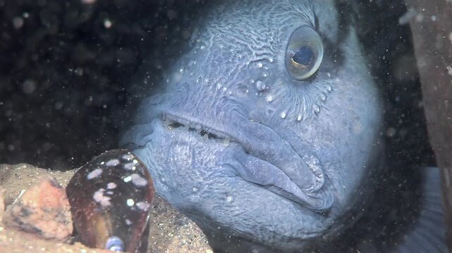 A close look at an Atlantic Catfish