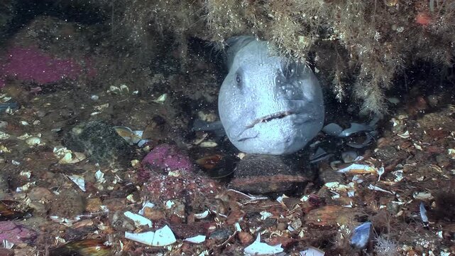 Deep below the surface, a grey Atlantic wolfish rests among rocks and flora on the ocean floor. The Anarhichas lupus blends with its surroundings, waiting for a chance to strike.