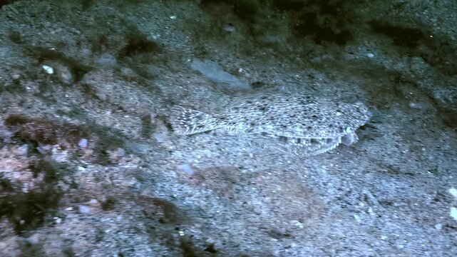 European Flounder, Platichthys flesus, rests on seabed, blending in with its surroundings. Flatfish moves slowly, perfectly camouflaged against sand rocks. Master of disguise in its natural habitat.