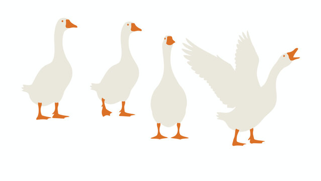 white goose on white background vector set