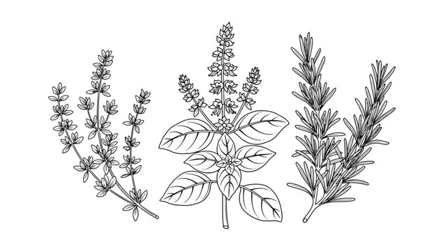 Detailed botanical illustration of basil thyme and rosemary herb branches