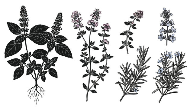 A botanical illustration displaying various types of herbs and their foliage