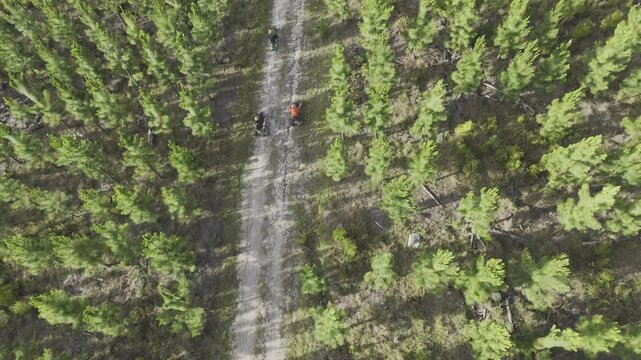 Drone hovers as camera follow electric scooters on a path in a pine tree forest at base of the Tsitsikamma Mountains on a sunny day in Stormsrivier, Eastern Cape, South Africa