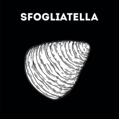 Sfogliatella sketch. Vector drawing illustration. Italian food. Italian cuisine. Hand drawn. Top view. Not AI Generated.