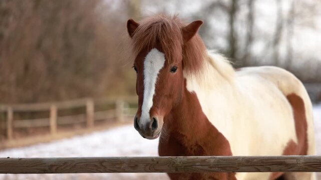 Pinto Icelandic horse mare standing on a snowy winter paddock, curiously looking toward the camera over a fence