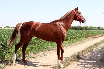 Valuable racehorse. Full body of bay sportive horse