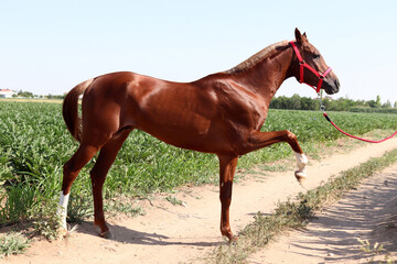 Valuable racehorse. Full body of bay sportive horse