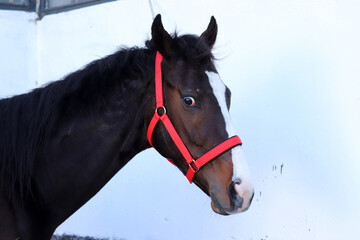 Face horse in the farm