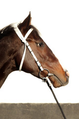 Face horse in the farm