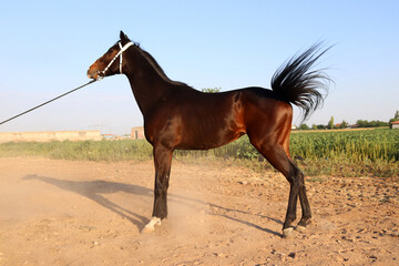 Valuable racehorse. Full body of bay sportive horse