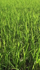 Fototapeta premium Vibrant Lush Green Meadow Grass Texture Background with Sunlit Blades in Soft Daylight Glow