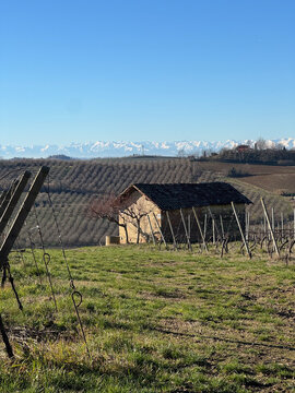 casotoo tra i filari in inverno