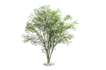 tree isolated on white background