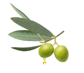 Fresh green olive branch with fruits, oil drop and leaves isolated on white background. Nutritious ingredient for mediterranean diet and healthy food. Natural beauty product and organic cosmetics
